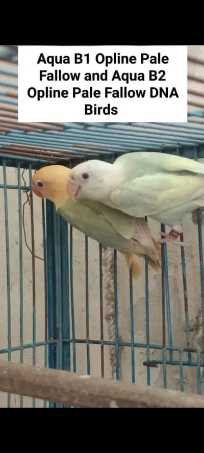 Sunconure | Red Moluccan Lory | Lovebirds | Blue Turquoise | Monk
