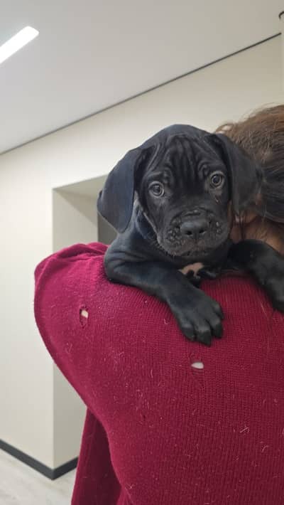 Cane Corso Puppies Available Now