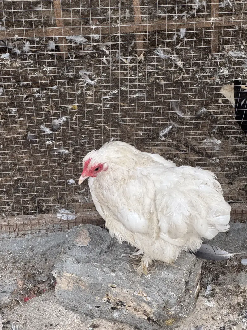 1male 2 female — photo 2