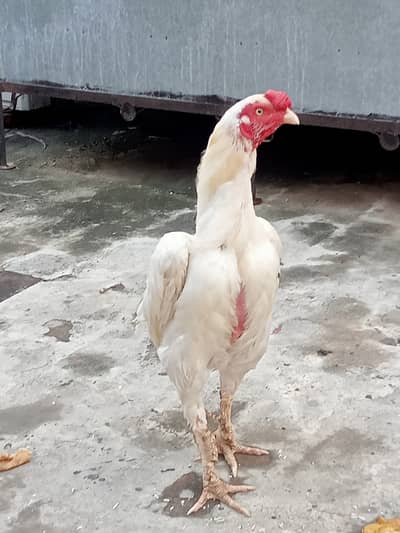 Breeder Paperwhite Heera pair