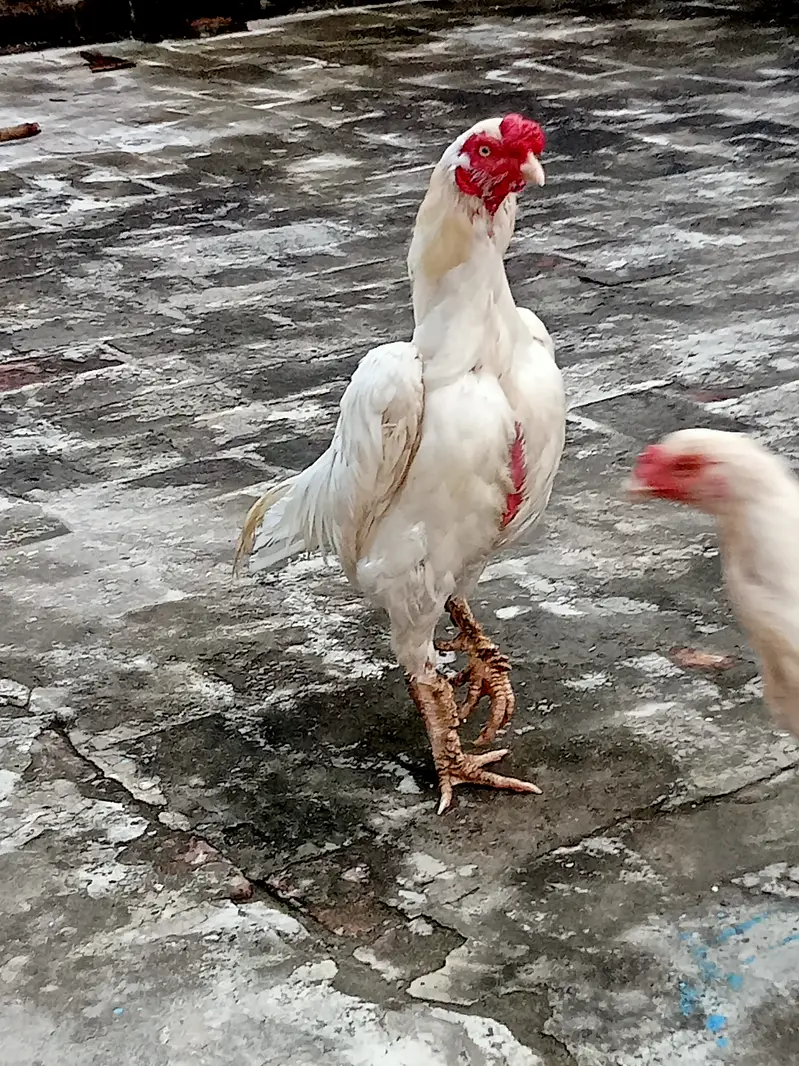 Heera Aseel — photo 3