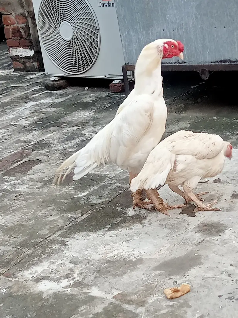 Heera Aseel — photo 4