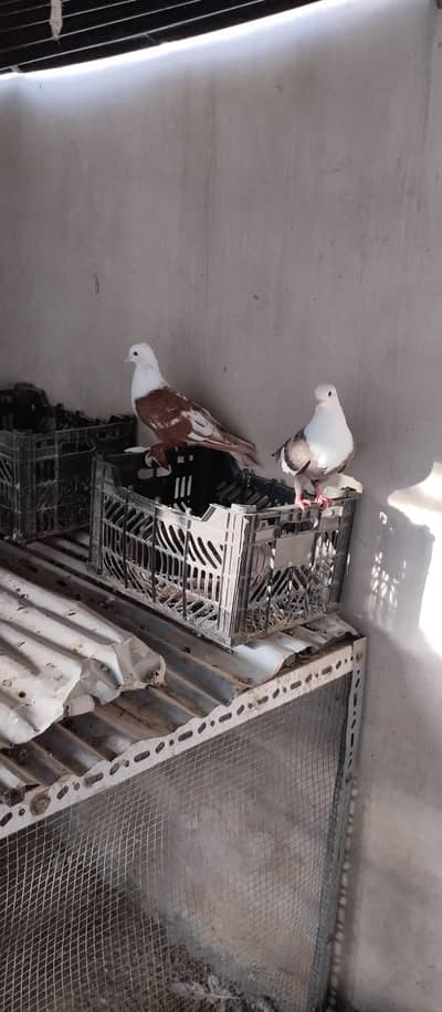 karbalai pigeons 2 pairs and 9 others