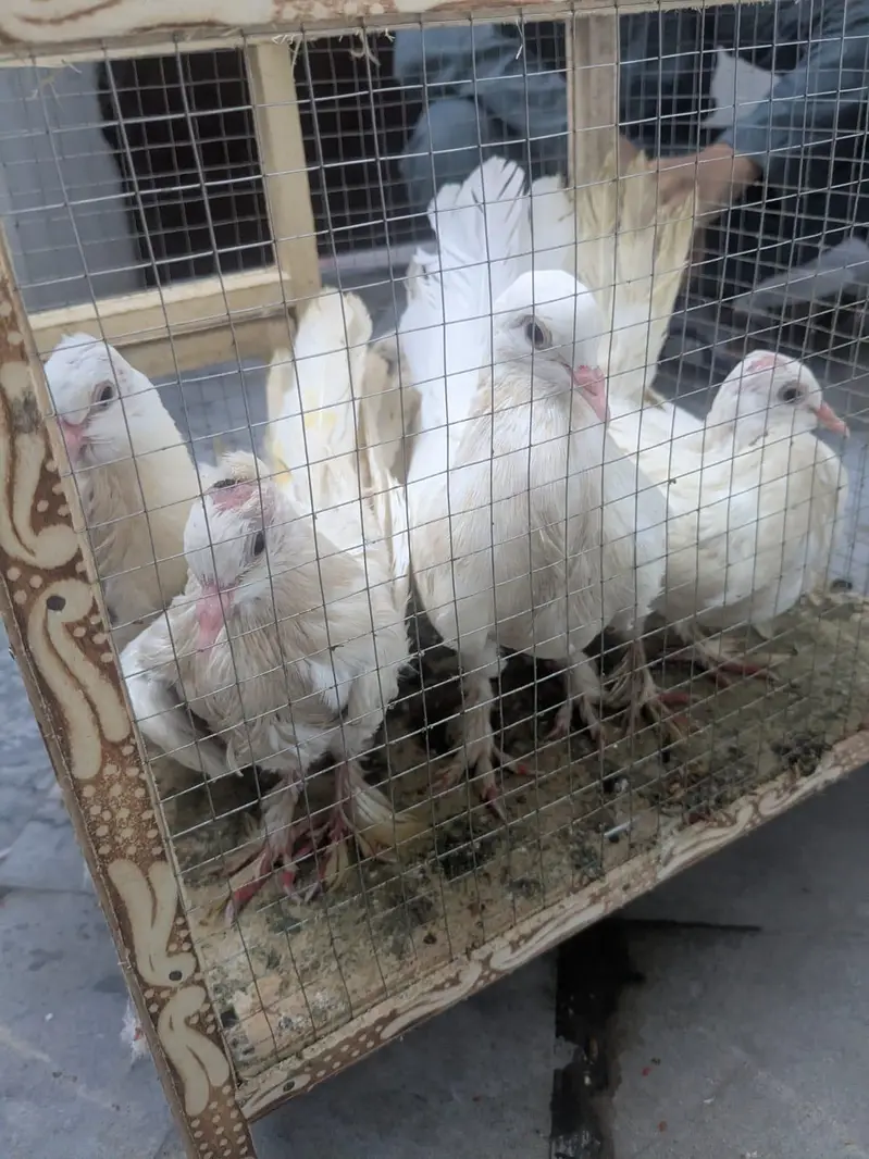 5 piegons — photo 2