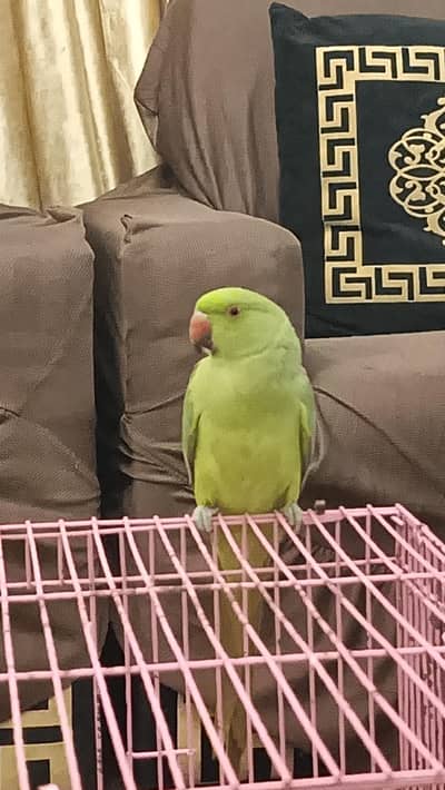 single male parrot