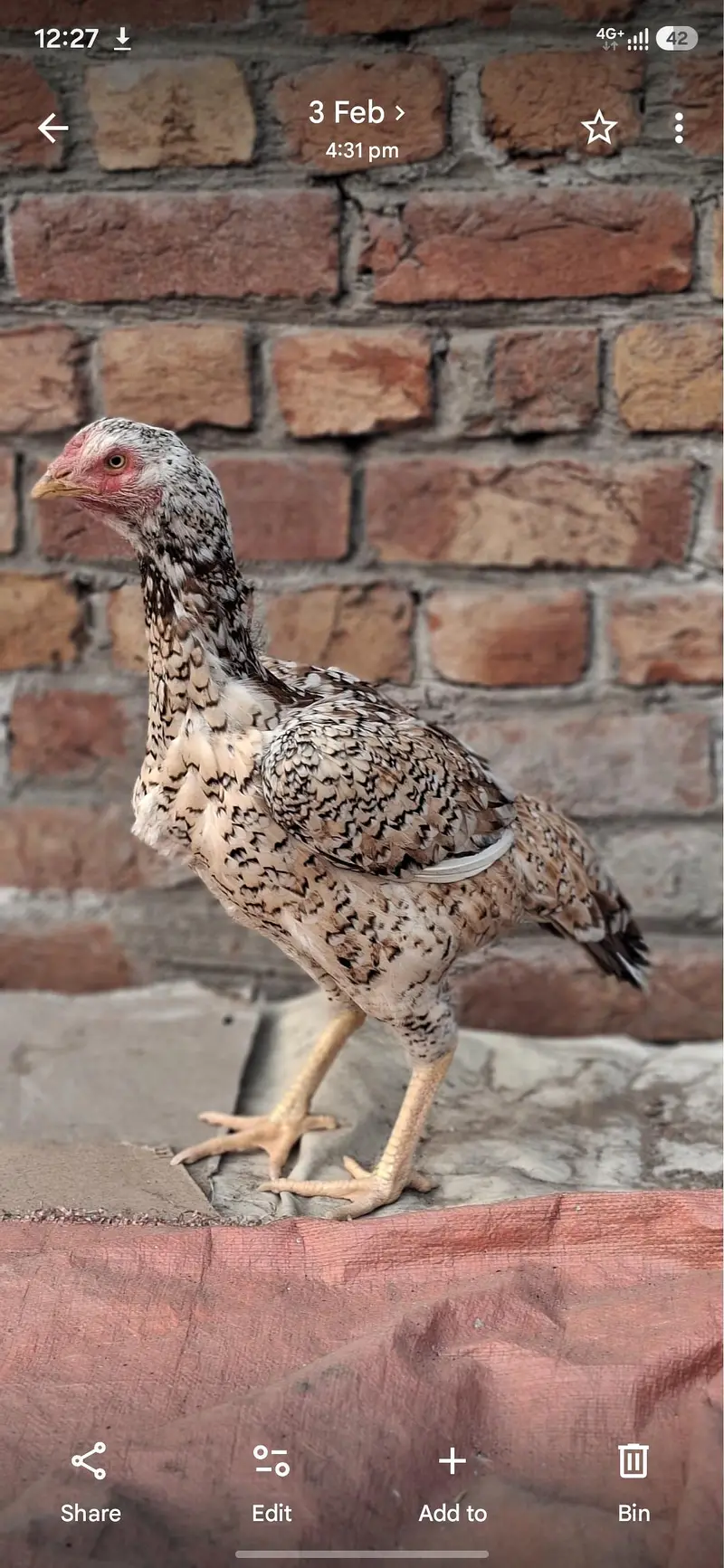 1 male 2 female — photo 2
