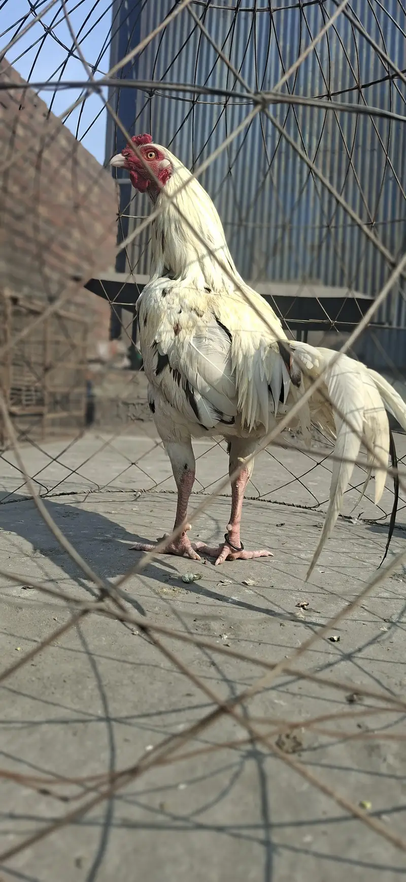 1 male 2 female — photo 3