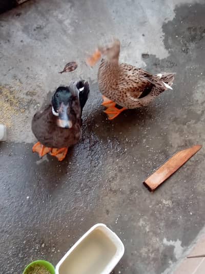 duckss