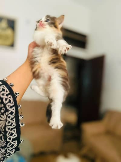 Persian colico pattern kitten