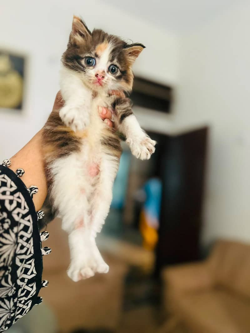 Colico Persian  kitten 1