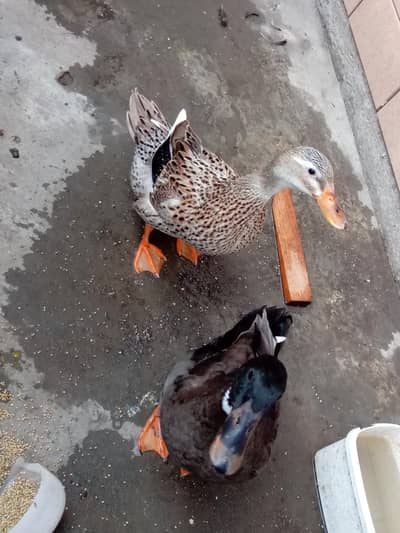 duckss