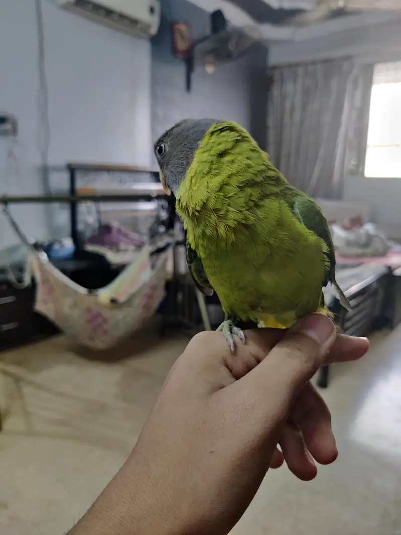 fully hand tame green ringneck plum head and cocktail bhi available hn — photo 5