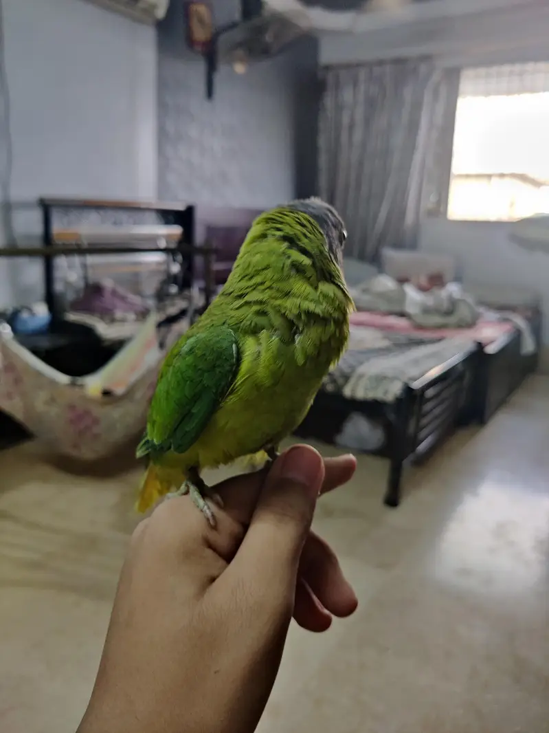 fully hand tame green ringneck plum head and cocktail bhi available hn — photo 6