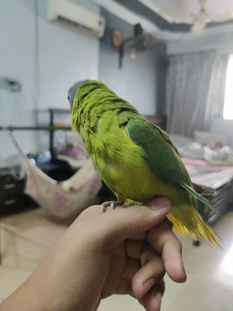 fully hand tame green ringneck plum head and cocktail bhi available hn — photo 7
