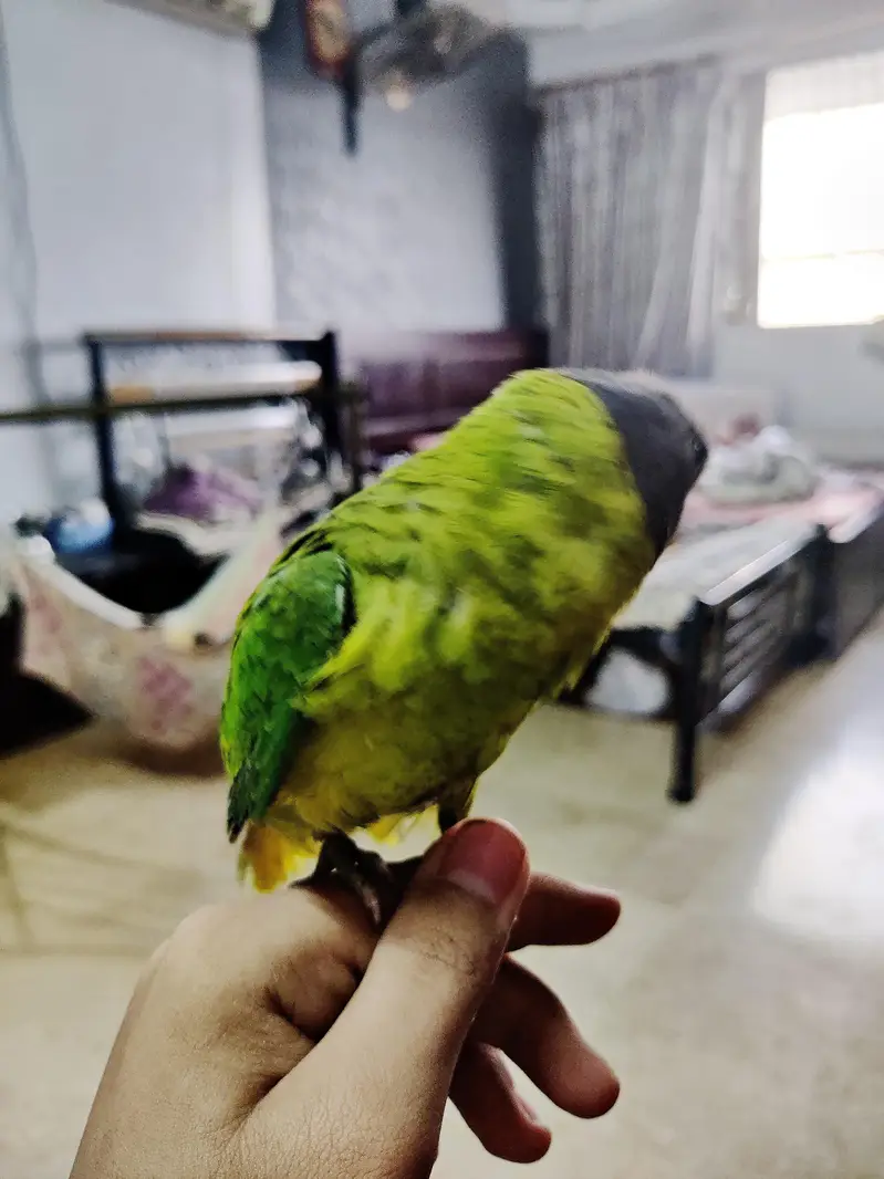 fully hand tame green ringneck plum head and cocktail bhi available hn — photo 8