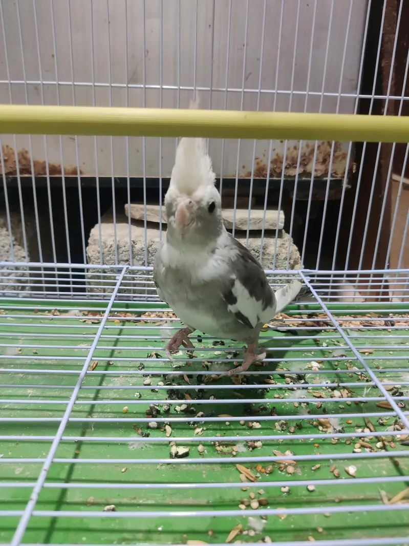 fully hand tame green ringneck plum head and cocktail bhi available hn — photo 9