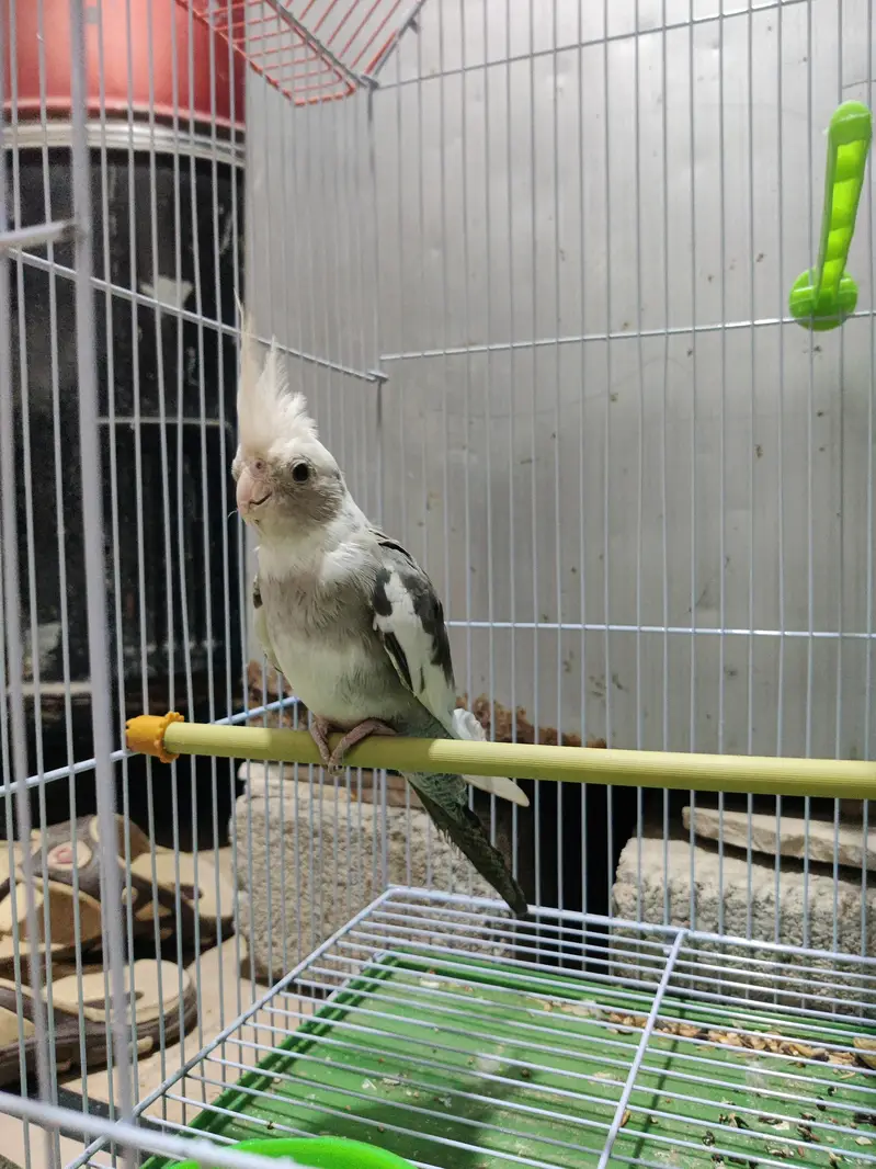 fully hand tame green ringneck plum head and cocktail bhi available hn — photo 10