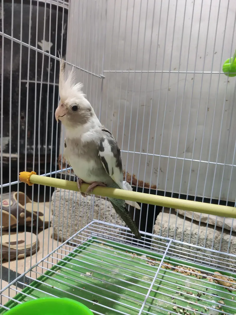 fully hand tame green ringneck plum head and cocktail bhi available hn — photo 11