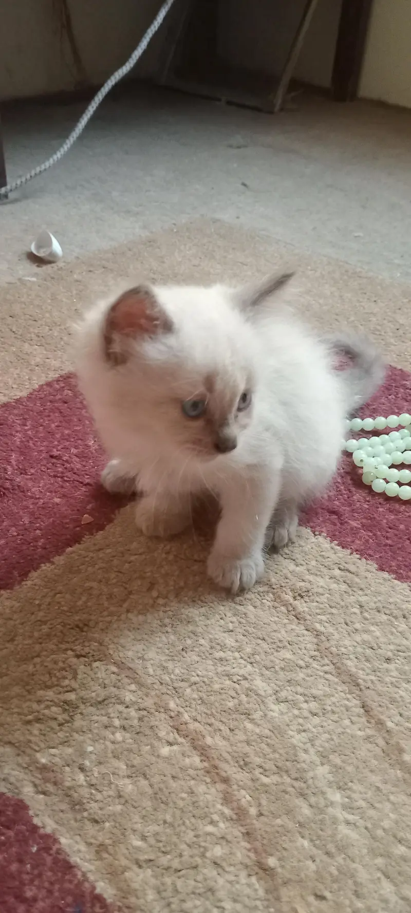 kittens for adoption — photo 3