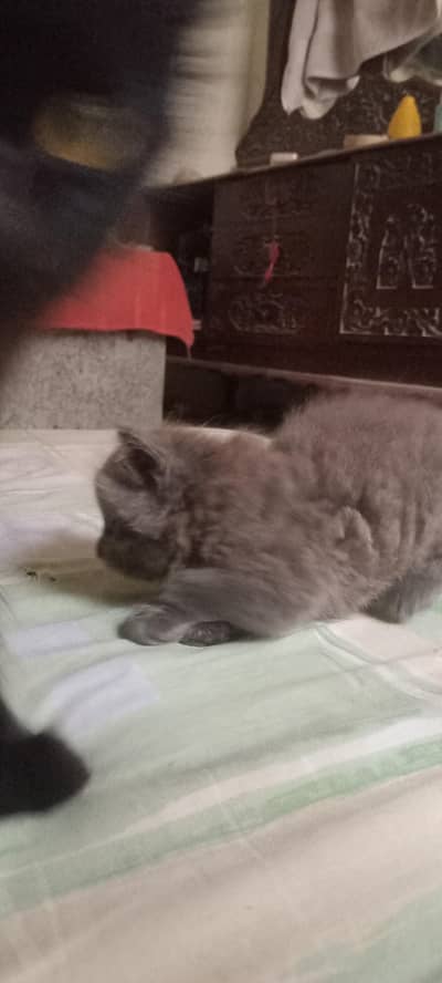 kittens for adoption