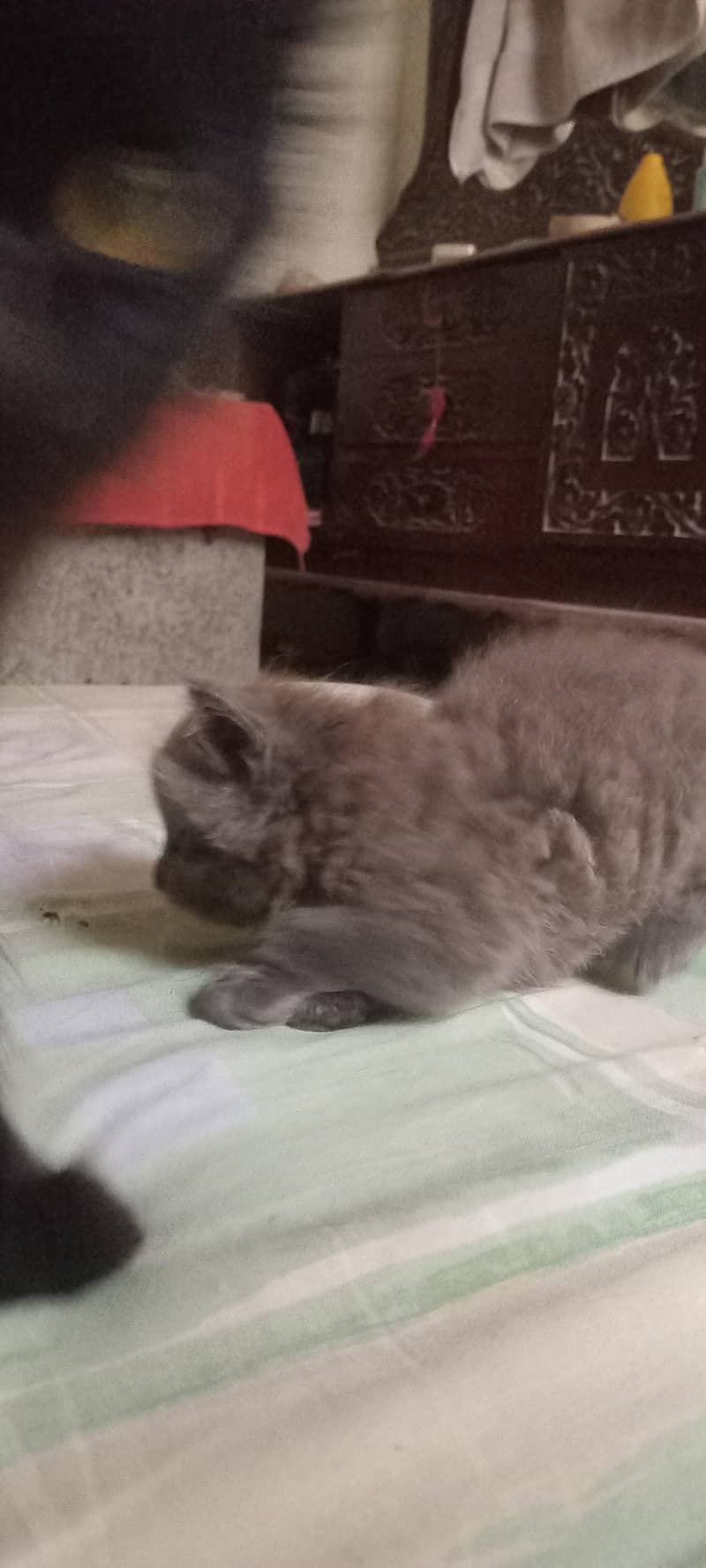 kittens for adoption 3