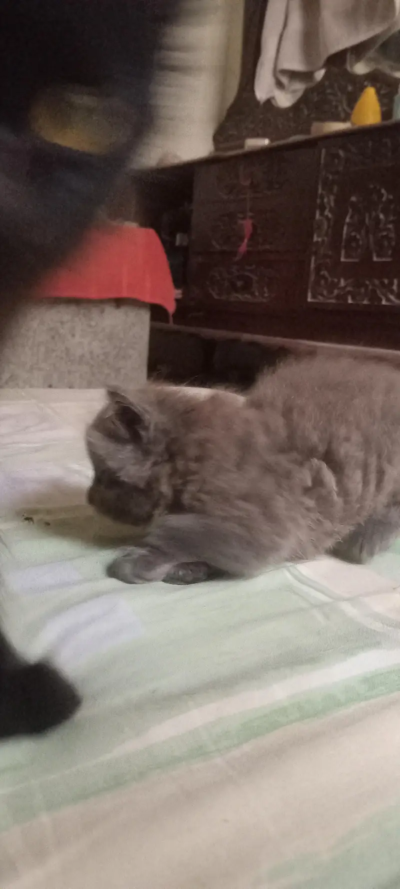 kittens for adoption — photo 4