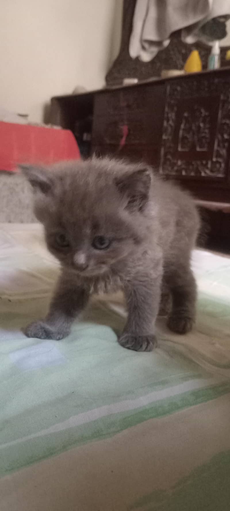 kittens for adoption 4