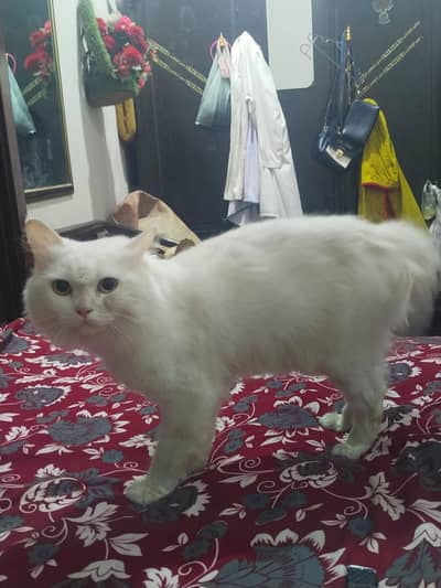 Persian male cat trand washroom healthy and beautiful