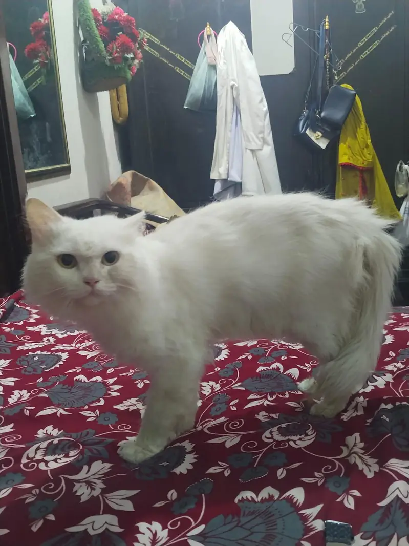 Persian male cat trand washroom healthy and beautiful — photo 2