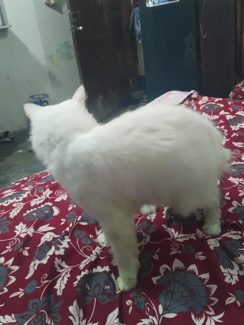 Persian male cat trand washroom healthy and beautiful — photo 3