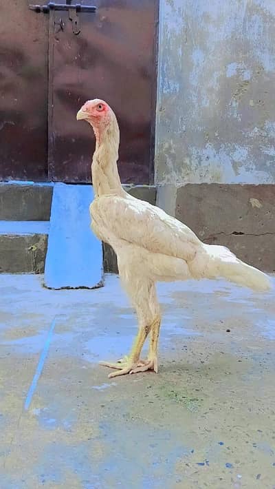 Pure White & Mix Shamo Phatte For Sale!