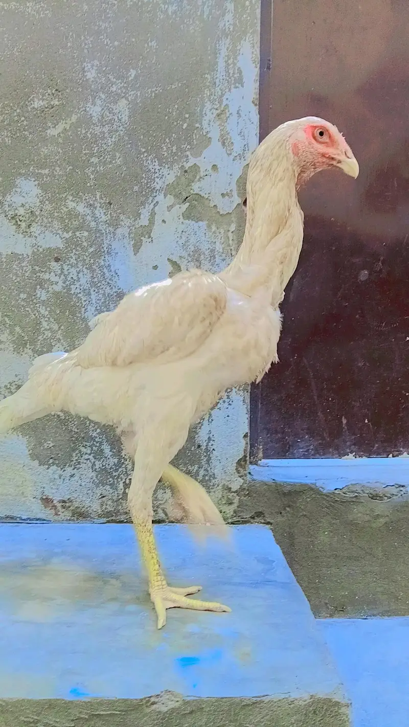 Pure White & Mix Shamo Phatte For Sale! — photo 2