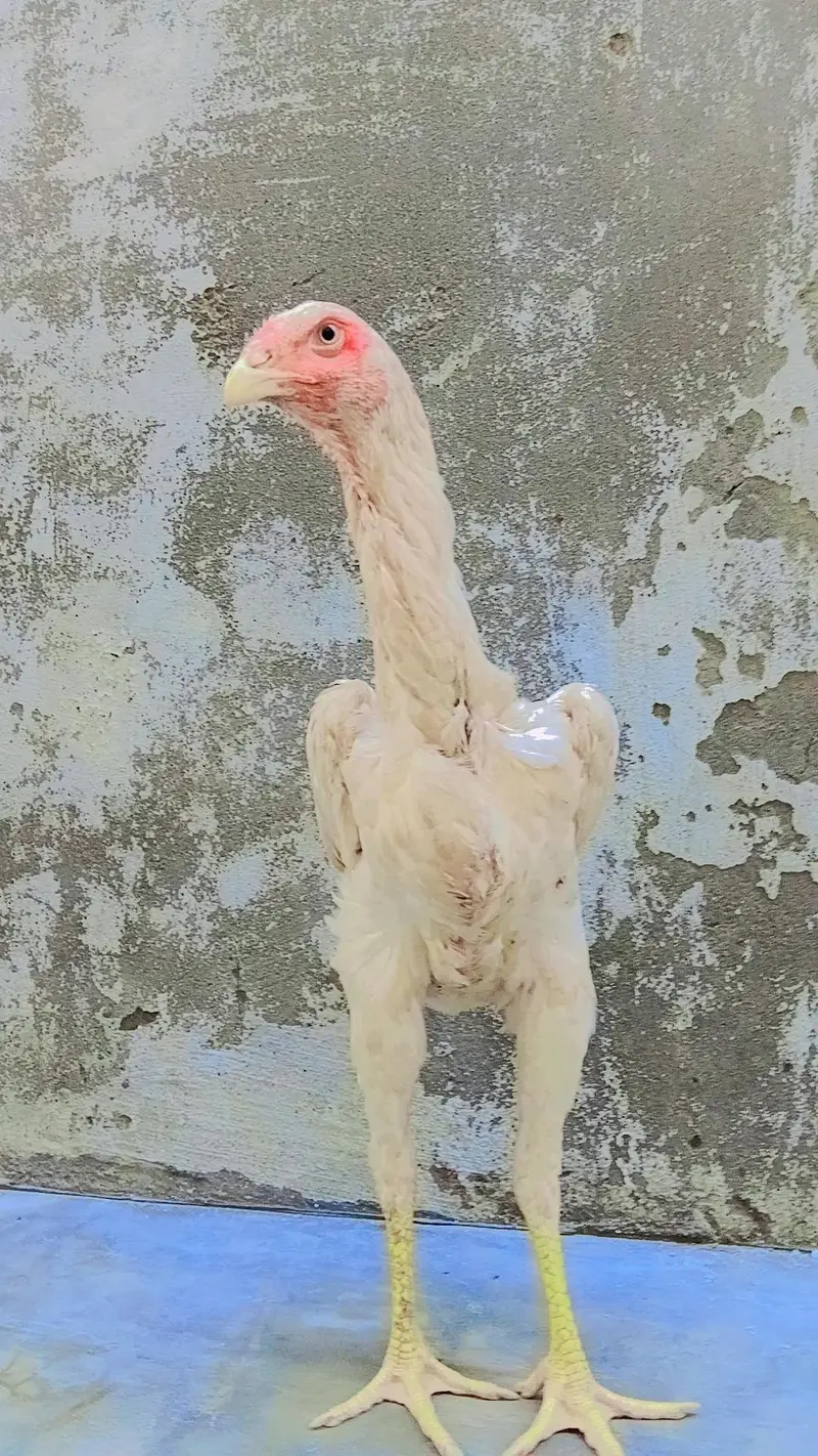 Pure White & Mix Shamo Phatte For Sale! — photo 3