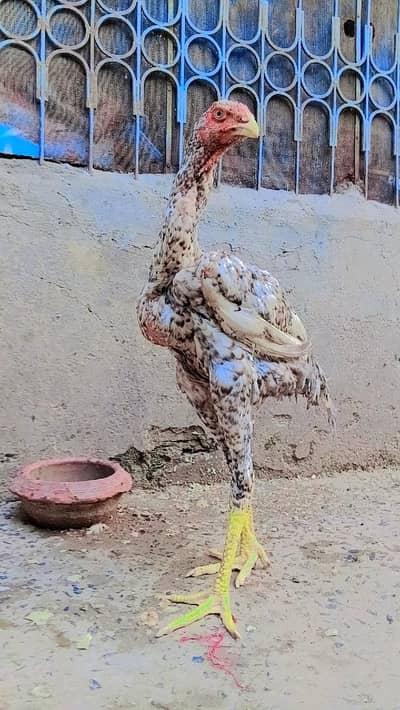 Pure White & Mix Shamo Phatte For Sale!