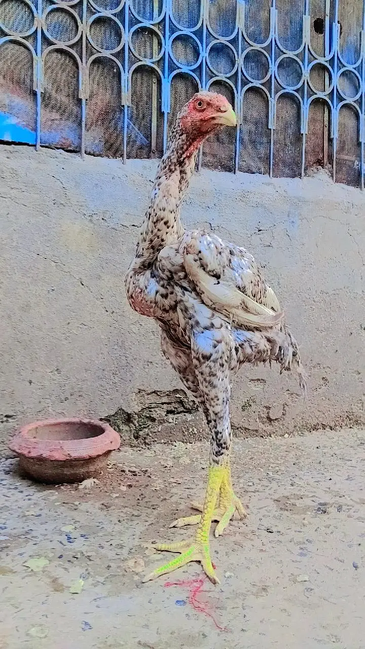 Pure White & Mix Shamo Phatte For Sale! — photo 4