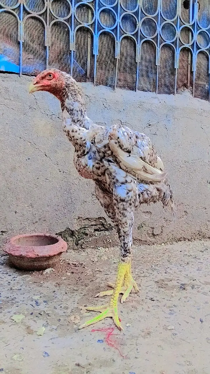 Pure White & Mix Shamo Phatte For Sale! — photo 5