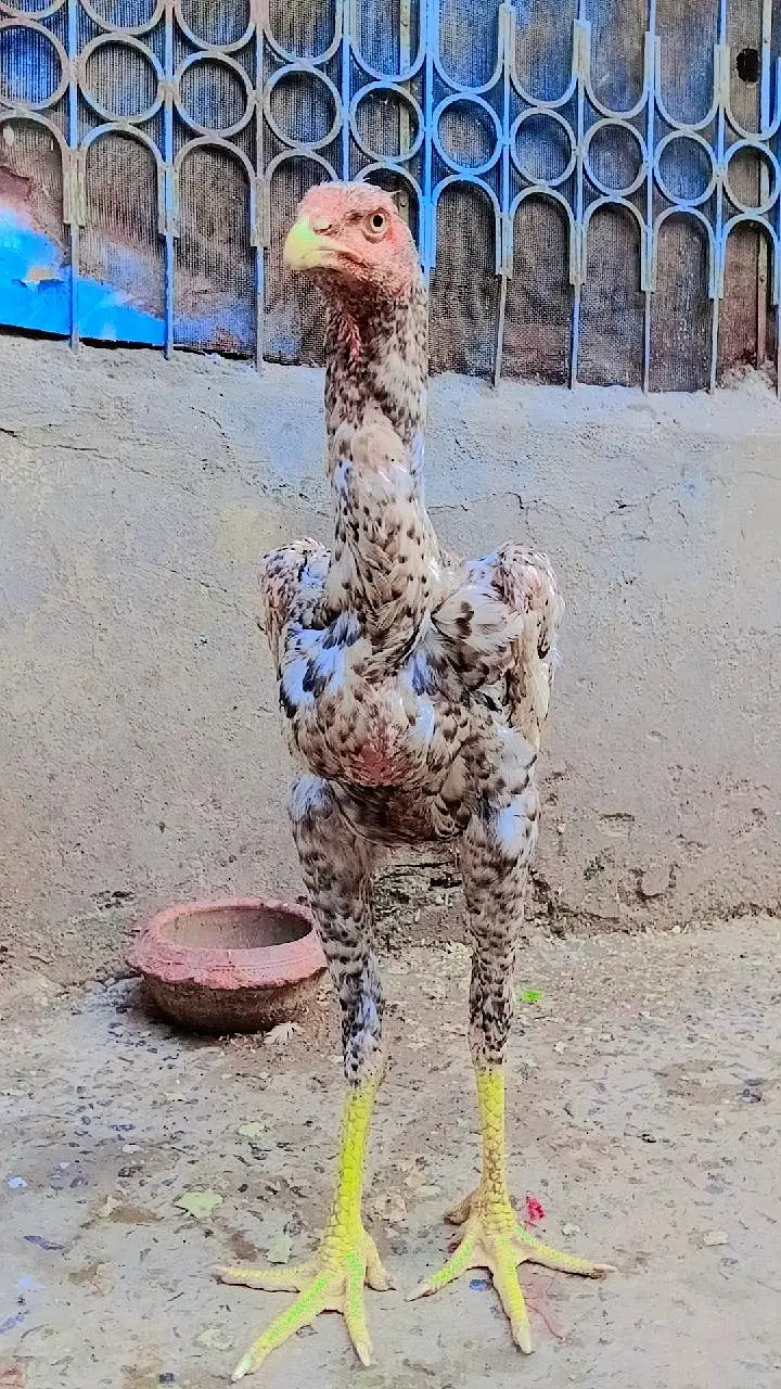 Pure White & Mix Shamo Phatte For Sale! — photo 6