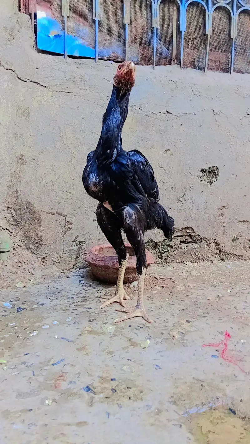 Pure White & Mix Shamo Phatte For Sale! — photo 7