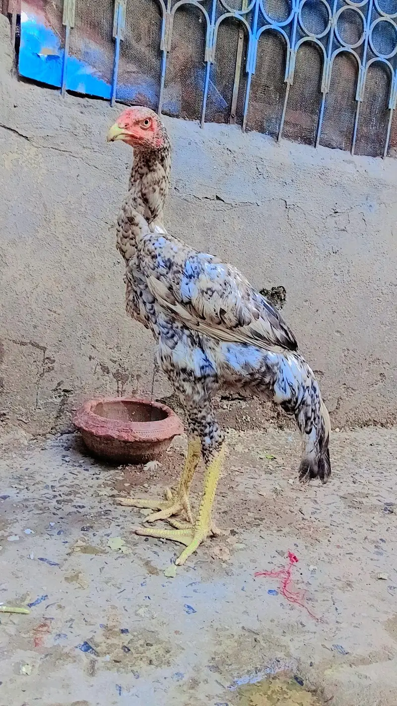 Pure White & Mix Shamo Phatte For Sale! — photo 9