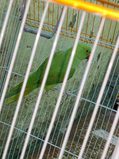 Green parrot