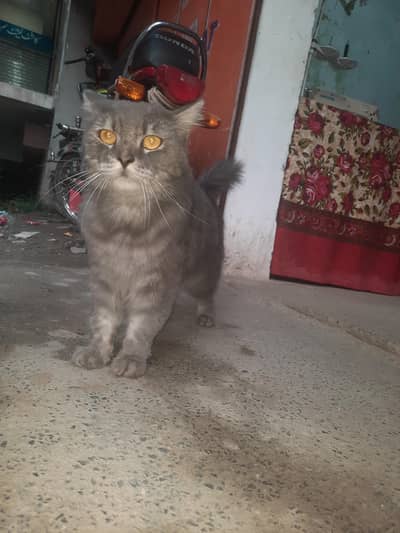 cat for sale
