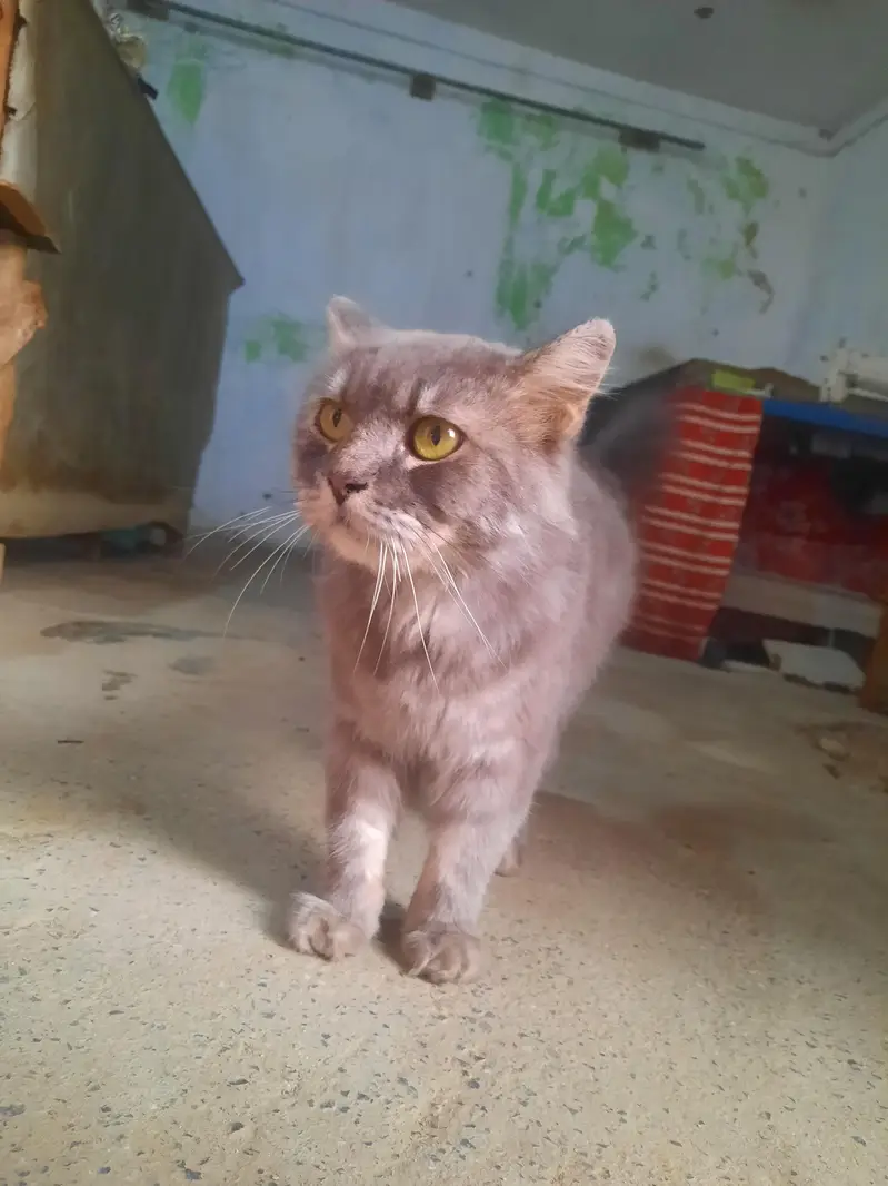 cat for sale — photo 2