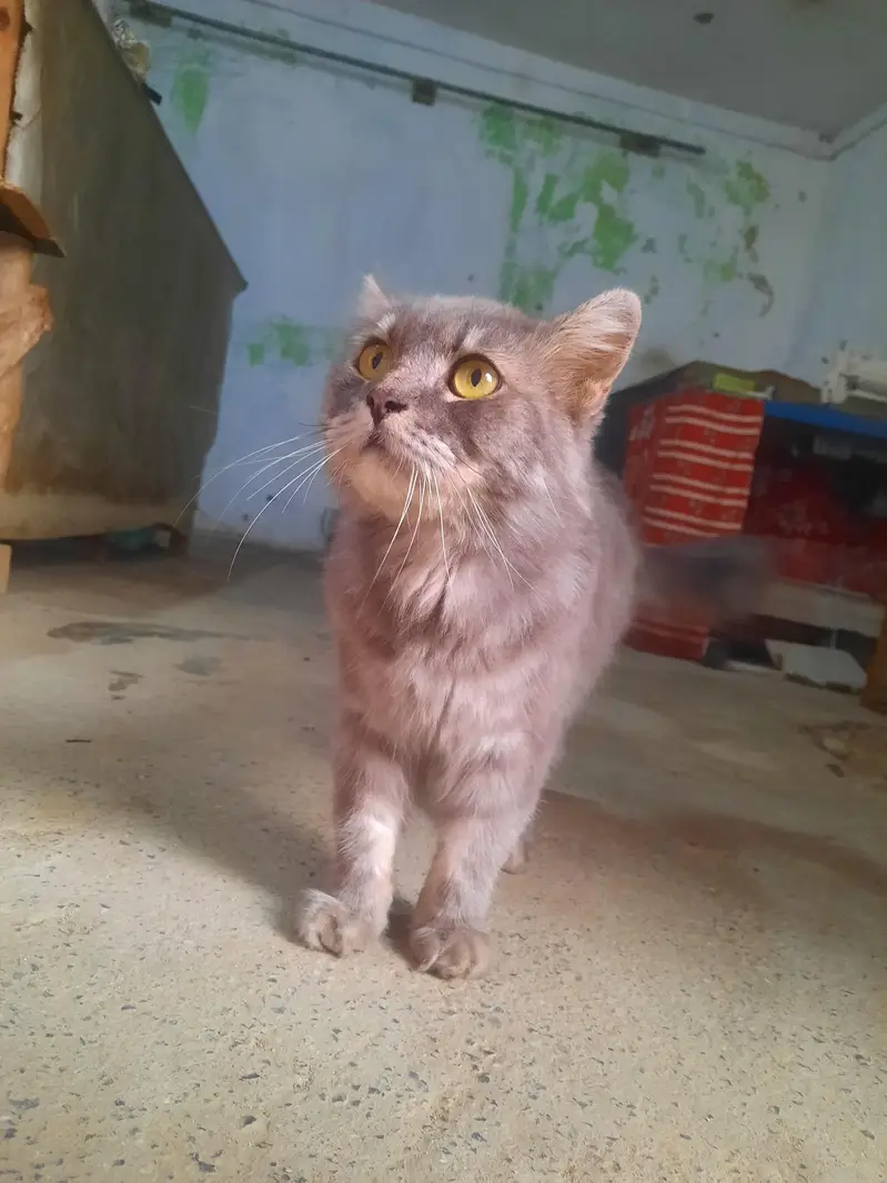 cat for sale — photo 3