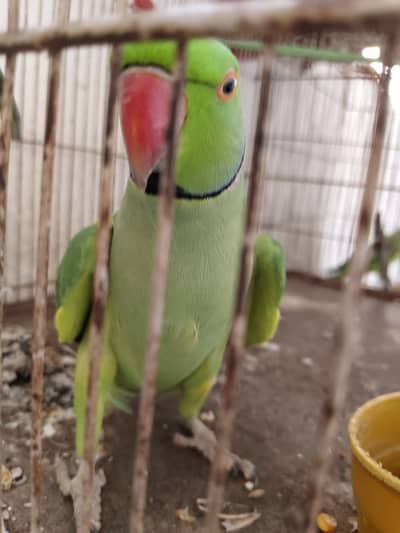 ringneck talking parrot male