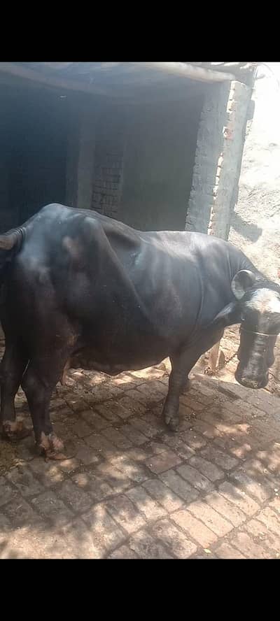 bufflow 03218306518