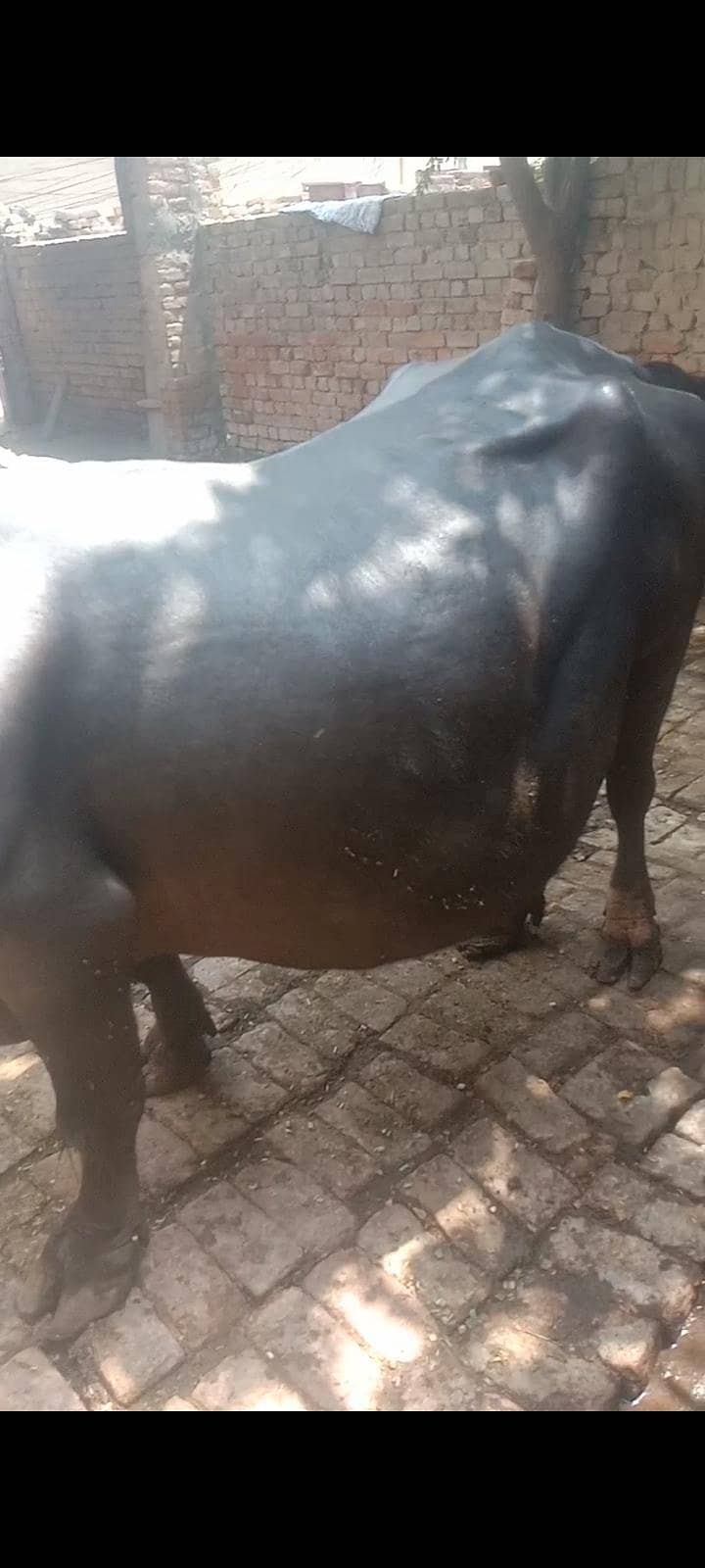 bufflow 03218306518 1