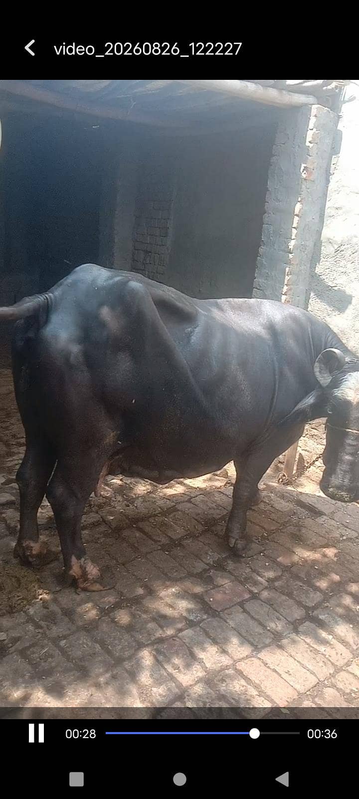 bufflow 03218306518 2
