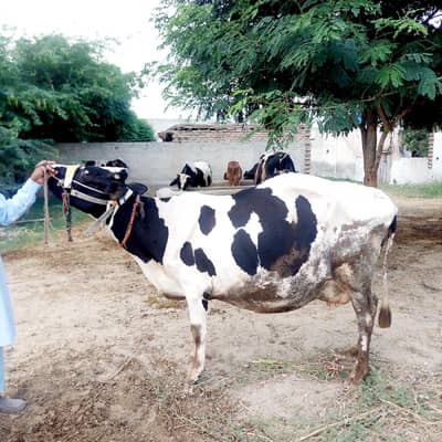 Pure Friesian Cow with 20 Litter Milking Capacity