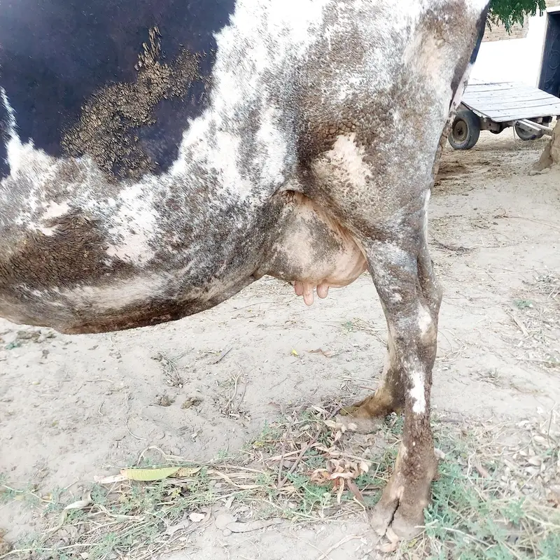 Pure Friesian Cow with 20 Litter Milking Capacity — photo 2