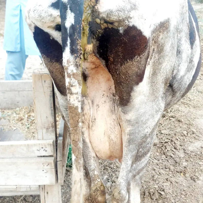 Pure Friesian Cow with 20 Litter Milking Capacity — photo 3